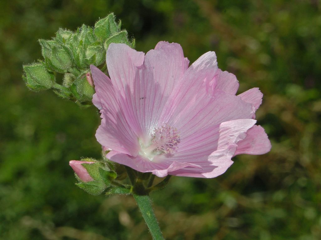 Malva alcea